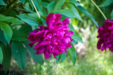 Şakayık kırmızı renk