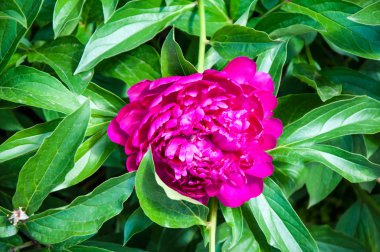 Şakayık kırmızı renk