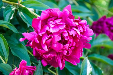 Şakayık kırmızı renk