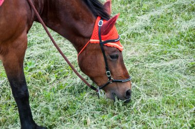 At bir yaz gününde