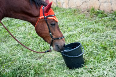 At bir yaz gününde