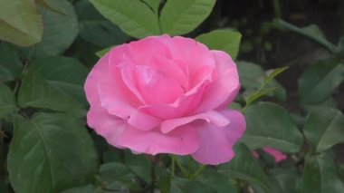 pembe gül çiçeği