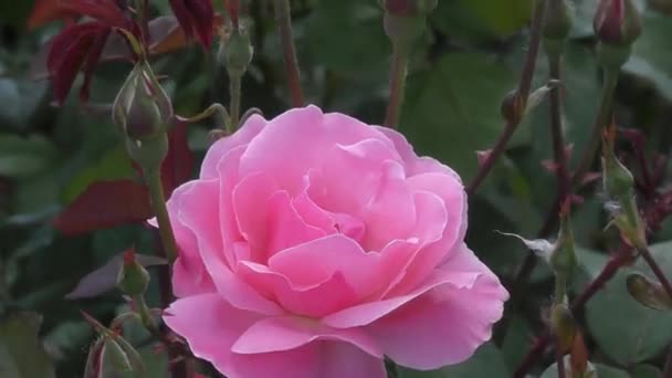 Rosa rosa flor — Vídeos de Stock
