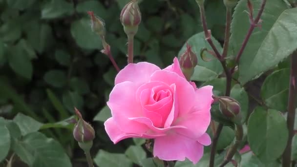 rose rose fleur