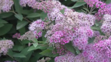 Erkeçsakalı çiçek pembe