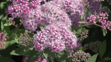 Erkeçsakalı çiçek pembe