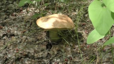 mantar kahverengi kap çörek