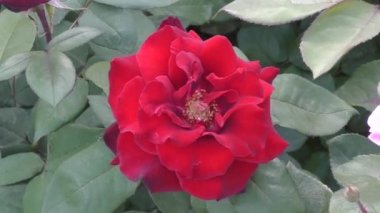 Gül çiçek kırmızı