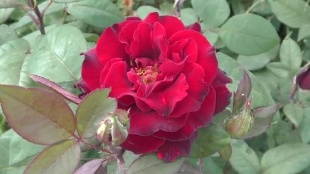 Rosa fiore rosso — Video Stock