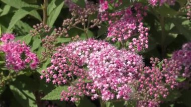 Erkeçsakalı çiçek pembe