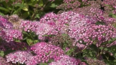 Erkeçsakalı çiçek pembe