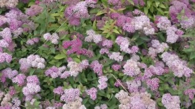 Erkeçsakalı çiçek pembe