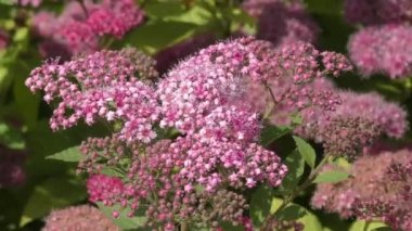 Erkeçsakalı çiçek pembe