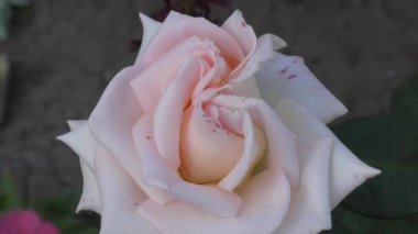 Yaz bahçesinde gül çiçeği