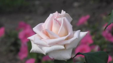 Yaz bahçesinde gül çiçeği