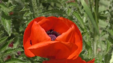 Kırmızı gelincik çiçeği