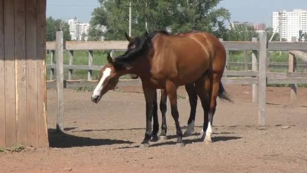 Cavalo na fazenda — Vídeo de Stock