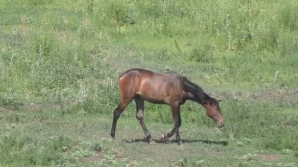 Paard op de boerderij — Stockvideo