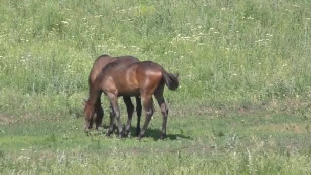 Pferd auf dem Bauernhof — Stockvideo