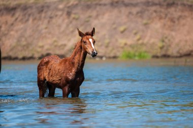 Atlara su birikintisi