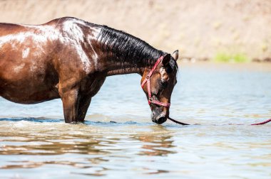 Atlara su birikintisi