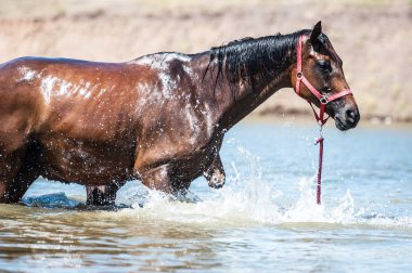 Atlara su birikintisi