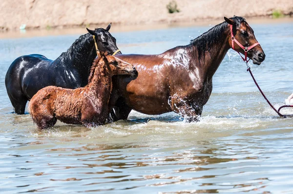 Caballos en el estanque — Foto de Stock