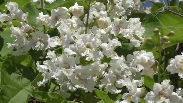 Catalpa fleurir en été — Video