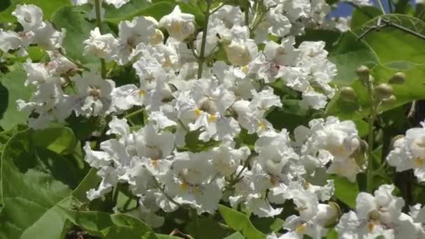 Catalpa blommar på sommaren — Stockvideo