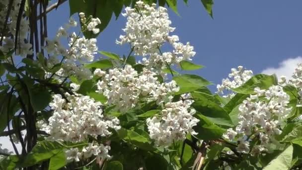 Catalpa ανθίζουν το καλοκαίρι — Αρχείο Βίντεο