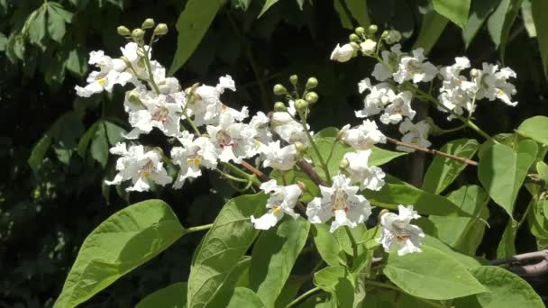 Catalpa blommar på sommaren — Stockvideo
