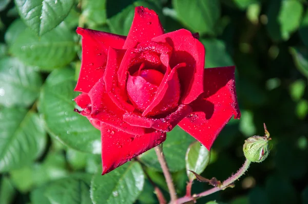 Rote Rosen nach dem Regen — Stockfoto