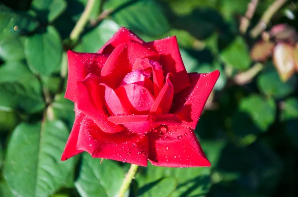 Red roses after the rain — Stock Photo, Image