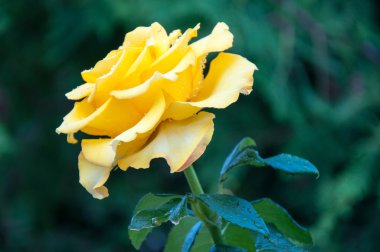 Yağmurdan sonra sarı gül