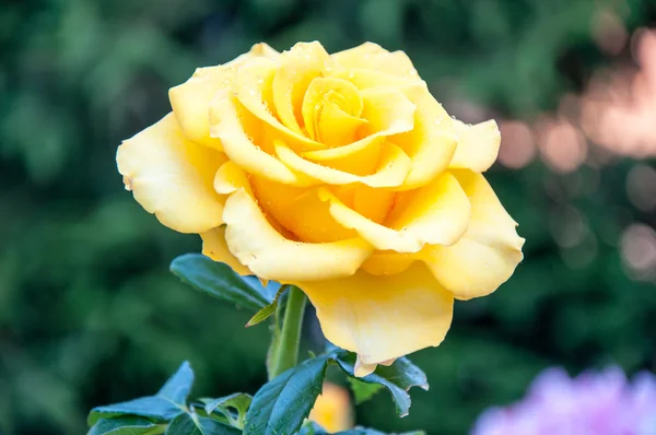 Gelbe Rosen nach dem Regen — Stockfoto