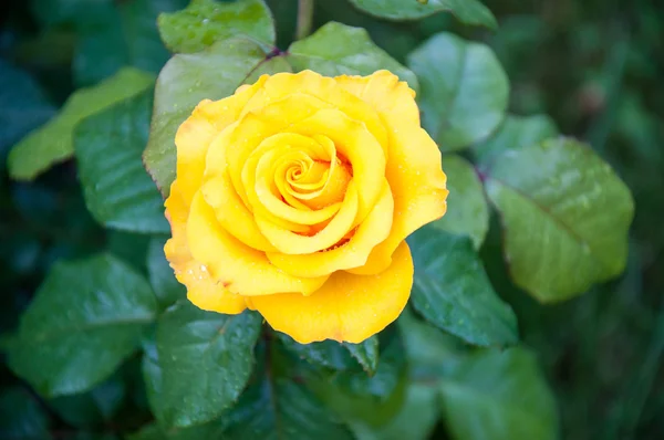 Rose gialle dopo la pioggia — Foto Stock