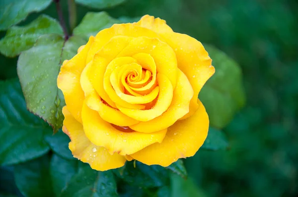 Rosas amarillas después de la lluvia — Foto de Stock