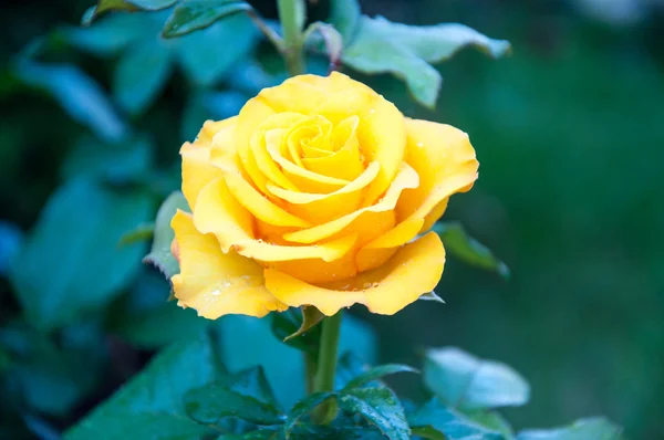 Rosas amarillas después de la lluvia — Foto de Stock