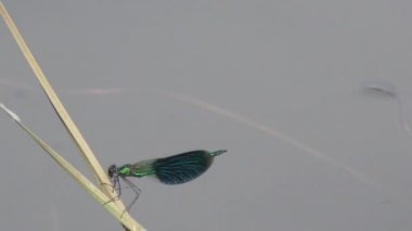 Yusufçuk Nehri yakınında