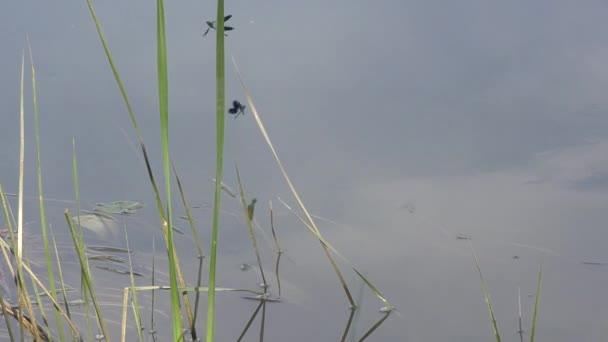 蜻蜓在河边 — 图库视频影像