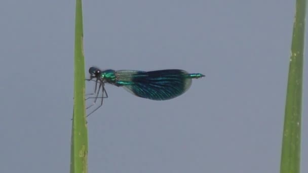 Libelle in der Nähe des Flusses — Stockvideo