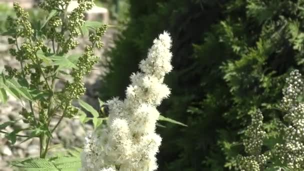 Bumble bee nektar toplar — Stok video