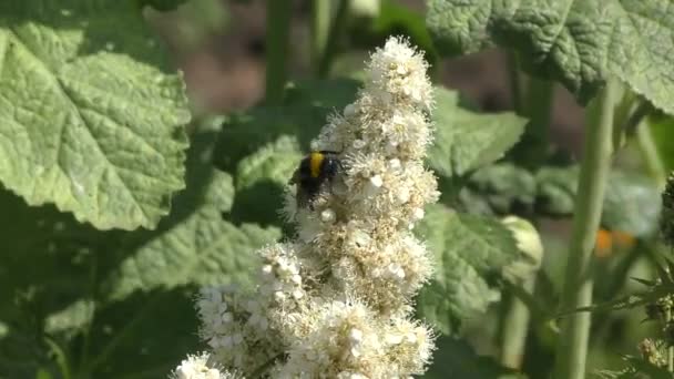 Bumble bee collects nectar — Stock Video