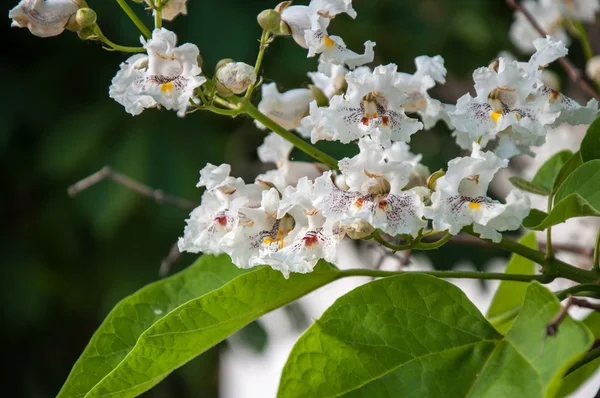 Flor de catalpa no verão — Fotografia de Stock