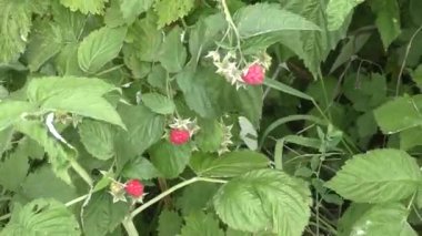 Ahududu yaz bahçesinde