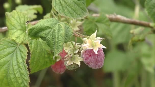 Raspberries in the summer garden — Stock Video