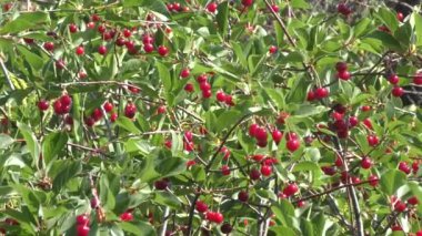 Kiraz yaz bahçesinde