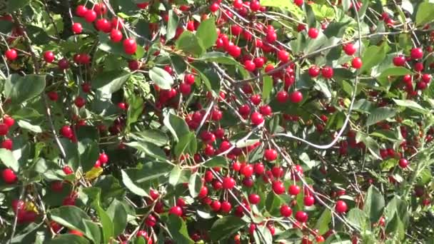 Cereja no jardim de verão — Vídeo de Stock