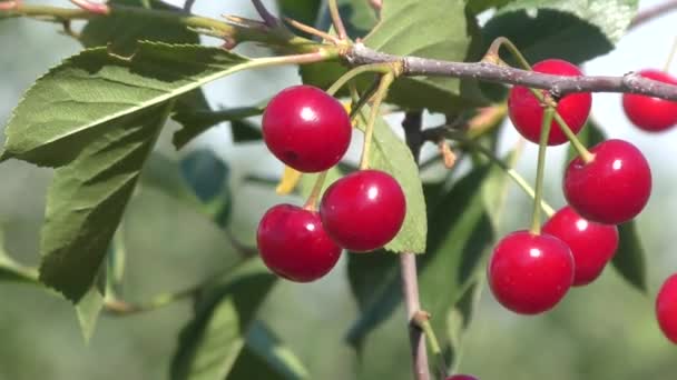 Cherry in summer garden — Stock Video