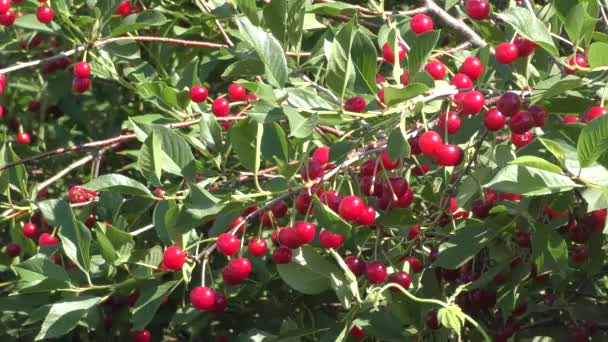 Cherry in summer garden — Stock Video